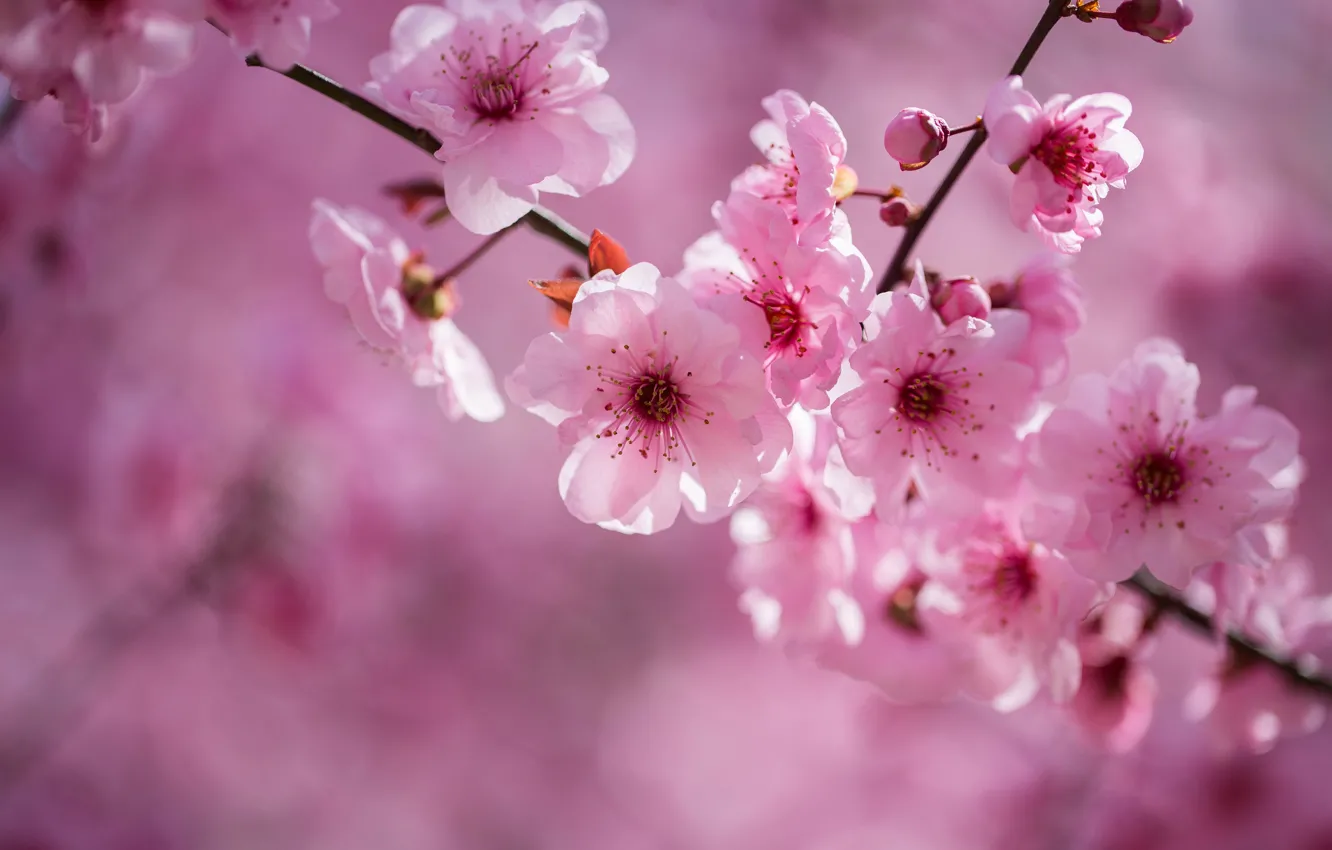 Photo wallpaper flowers, branches, nature, cherry, background, spring, Sakura, gentle