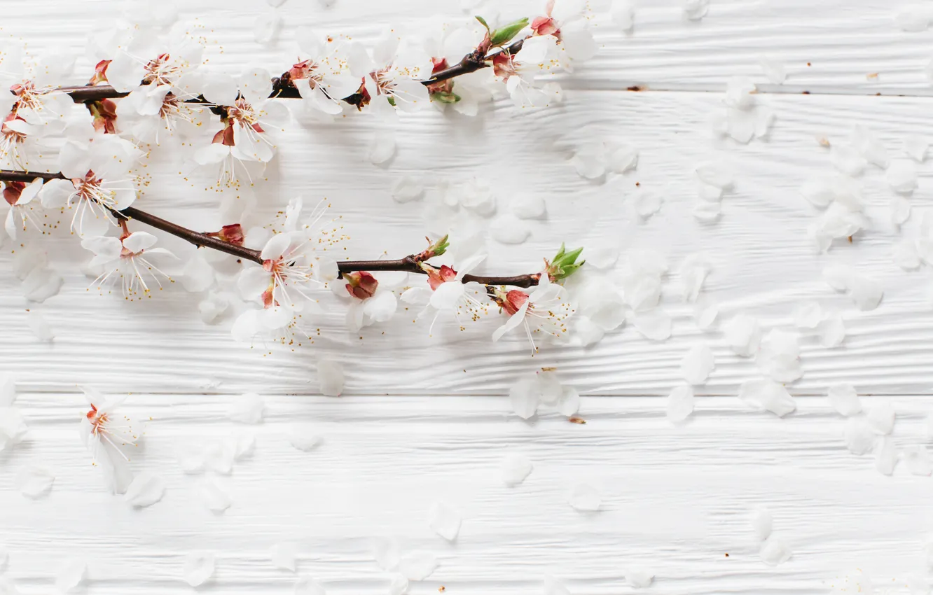 Photo wallpaper flowers, branches, apple, spring, white, white, Apple, wood
