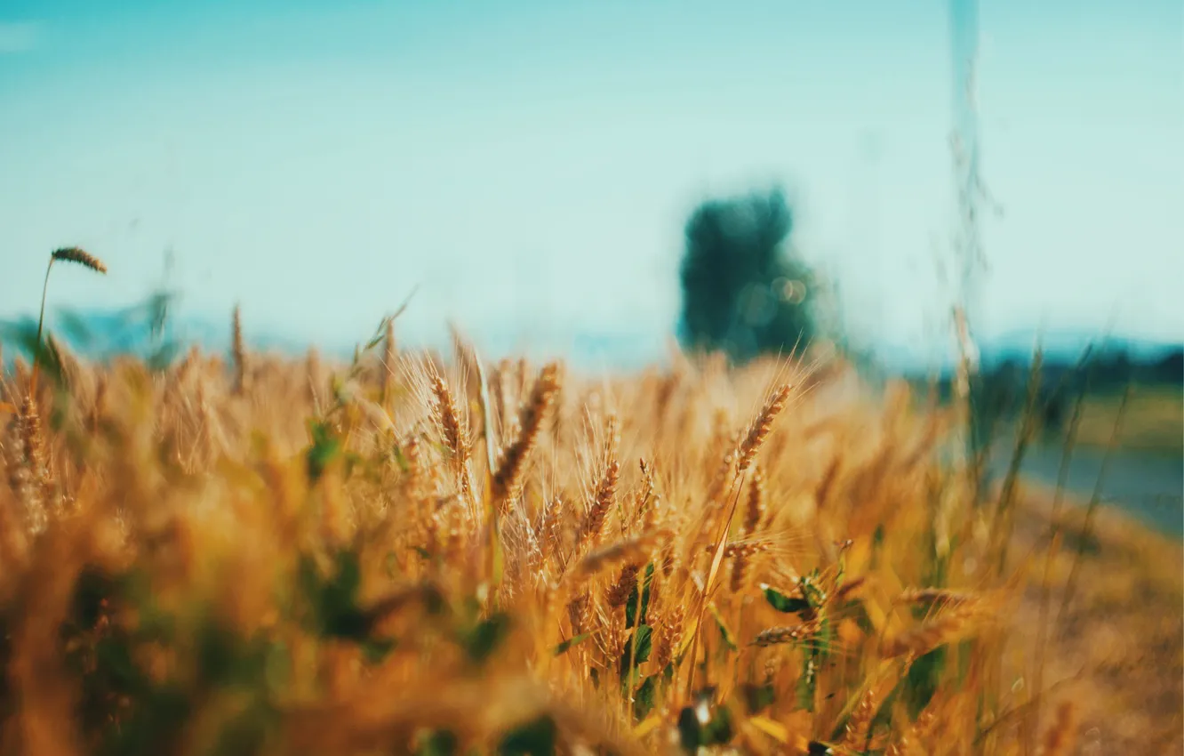 Photo wallpaper field, wheat, farm