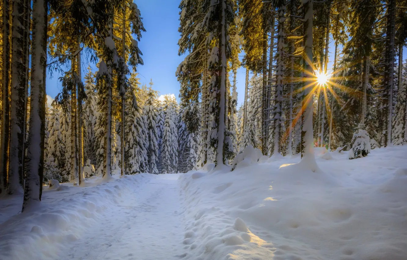 Photo wallpaper winter, frost, road, forest, the sun, rays, light, snow