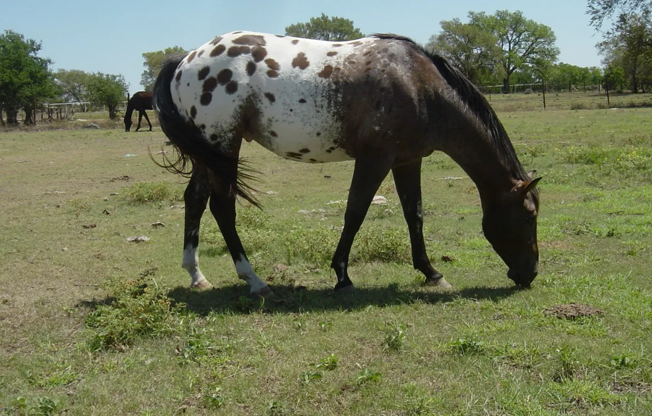 Photo wallpaper animal, horse, wildlife, appaloosas