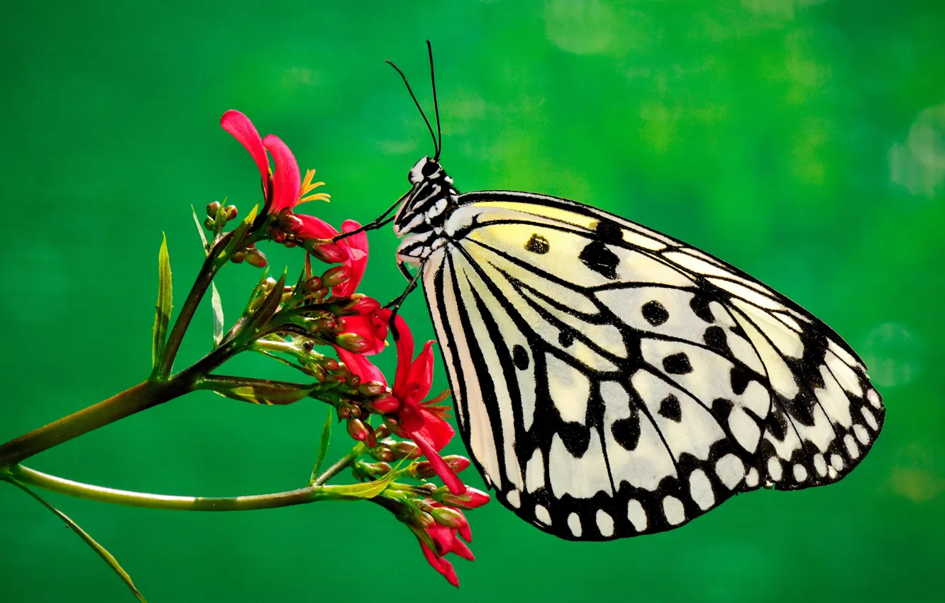 Photo wallpaper flower, nature, butterfly, plant, insect