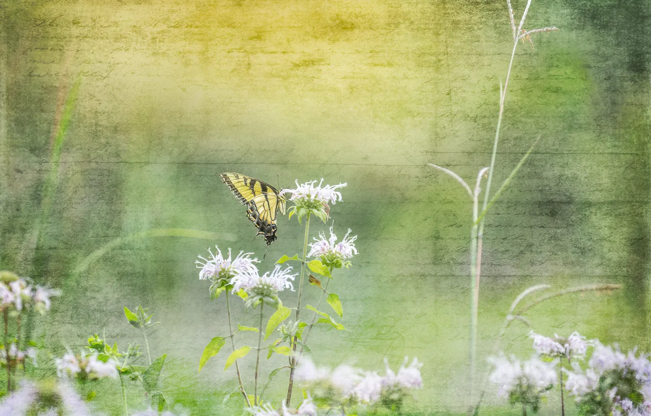 Photo wallpaper grass, background, butterfly