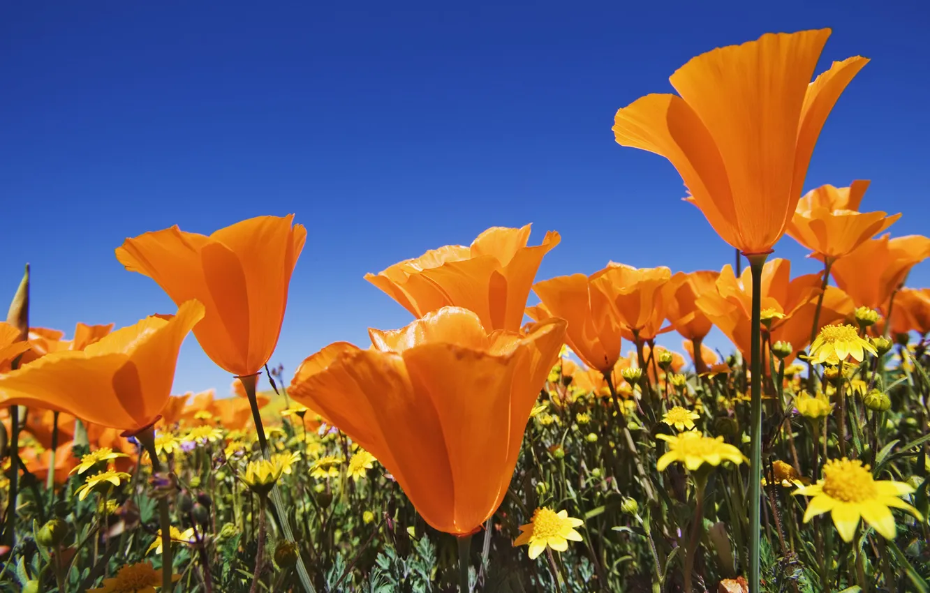Photo wallpaper field, summer, the sky, flowers, orange, blue, bright, Maki