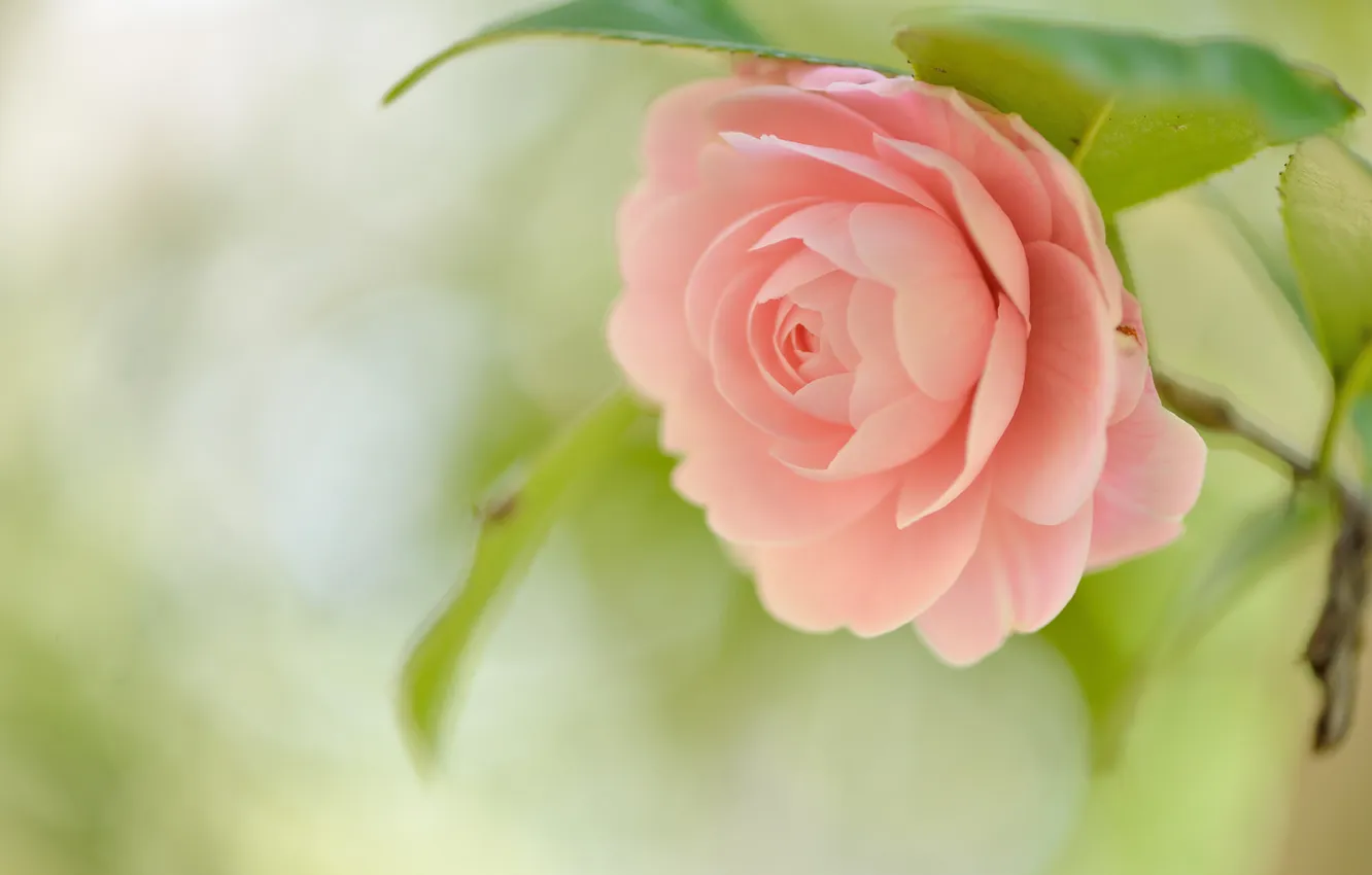 Photo wallpaper macro, petals, buds, Camellia