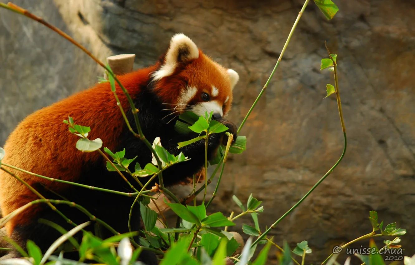 Photo wallpaper nature, red Panda, by shobehikaru
