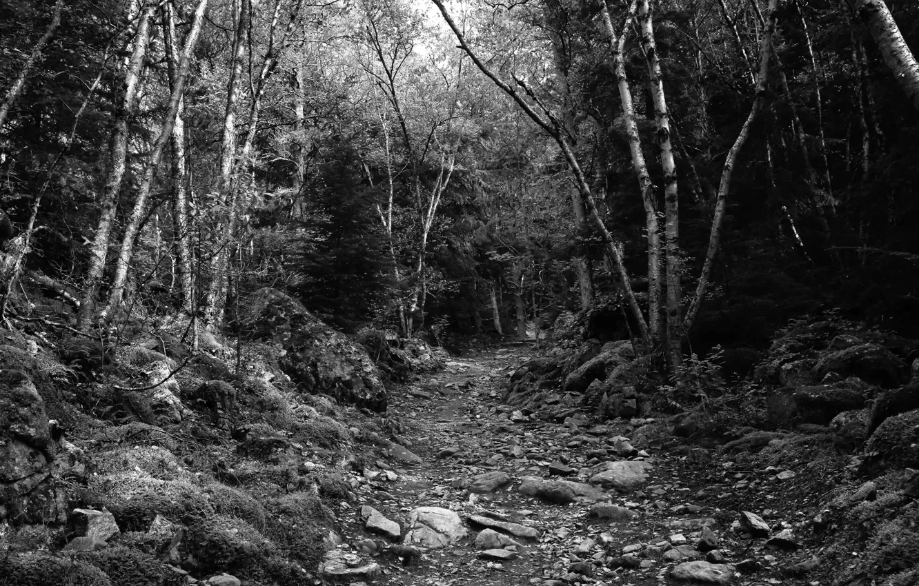 Photo wallpaper forest, trees, nature, stones, black & white, black and white, monochrome, path