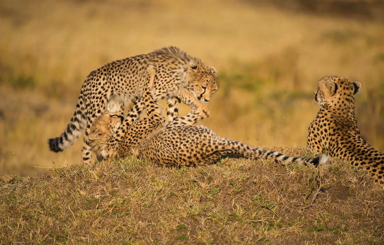 Photo wallpaper game, wild cats, cheetahs, cubs, young