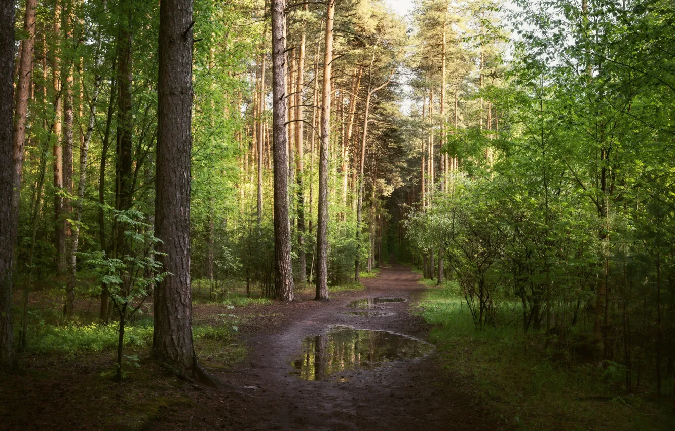Photo wallpaper greens, forest, light, trees, Park, spring, puddle, track