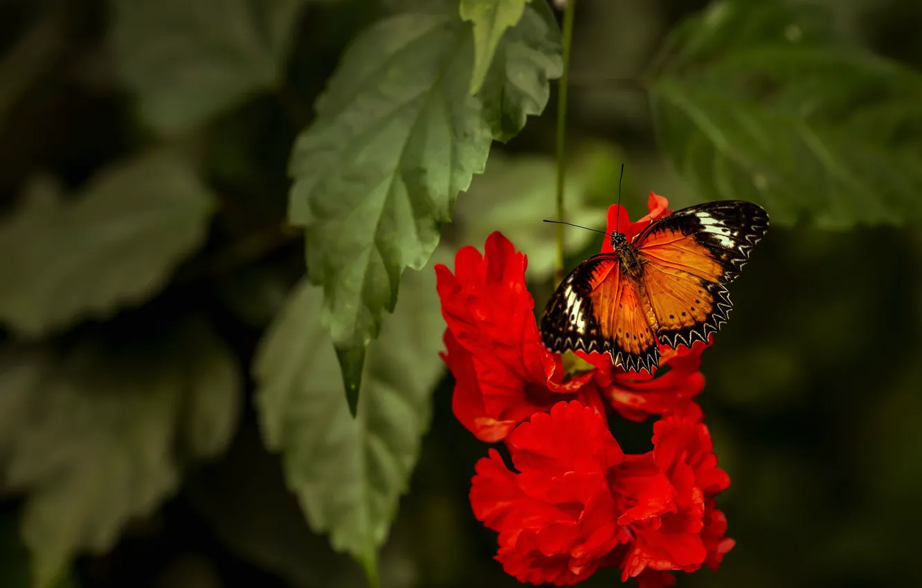 Photo wallpaper leaves, macro, flowers, orange, red, nature, butterfly, plant