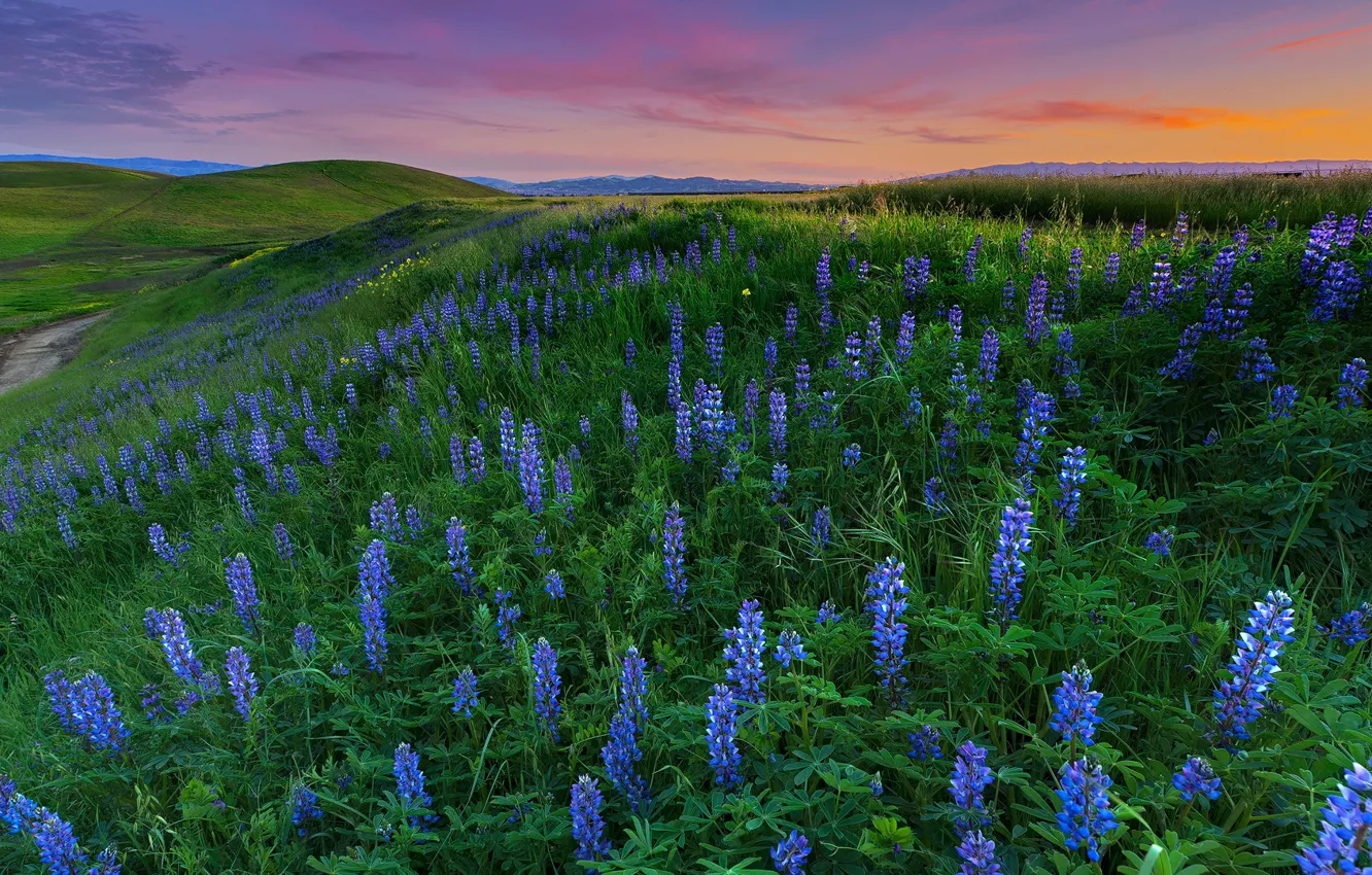 Photo wallpaper lupins, flowers, field, Wallpaper from lolita777, meadow, landscape