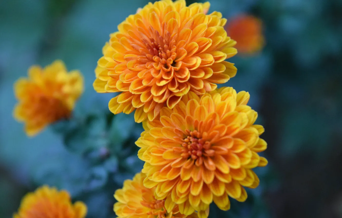 Photo wallpaper chrysanthemum, flower (flowers), orange flower, shirokoformatnye, autumn 2020