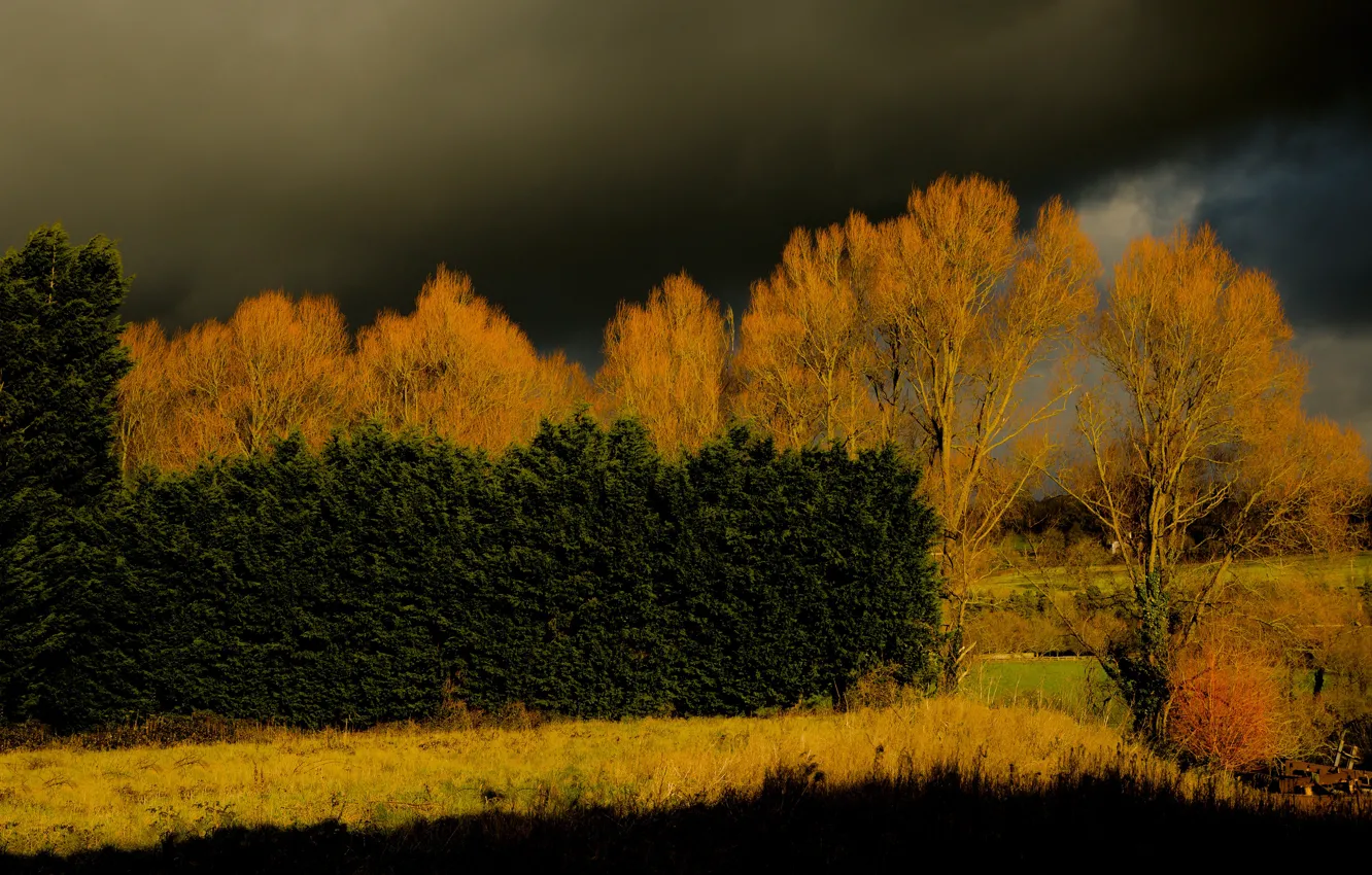 Photo wallpaper autumn, forest, the sky, trees, landscape, branches, clouds, nature