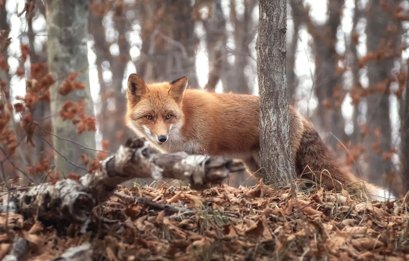 Photo wallpaper autumn, forest, grass, trees, branches, nature, animal, foliage