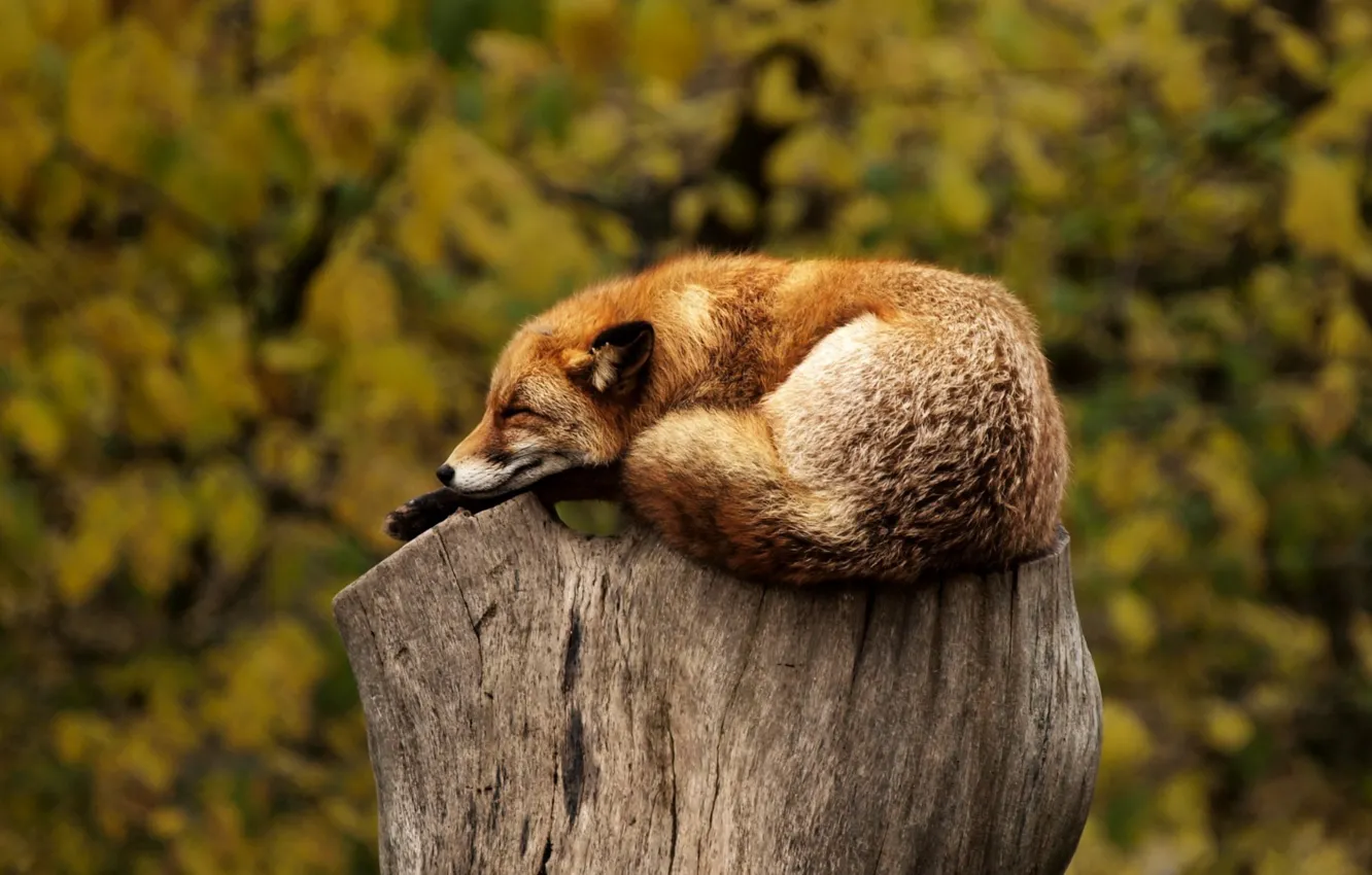 Photo wallpaper nature, pose, animal, stump, sleep, Fox, Fox