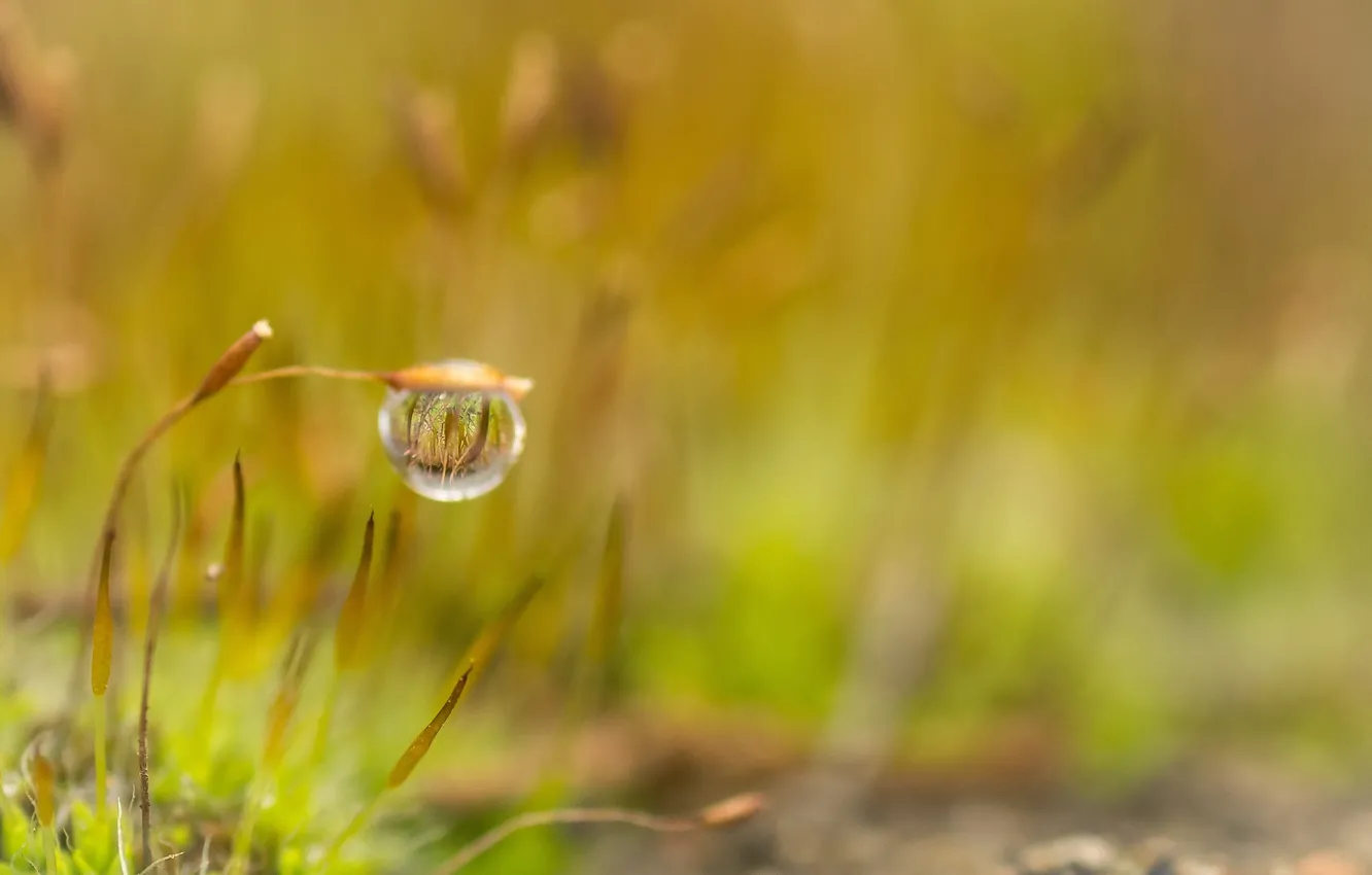 Photo wallpaper drops, Rosa, plant, moss, blur