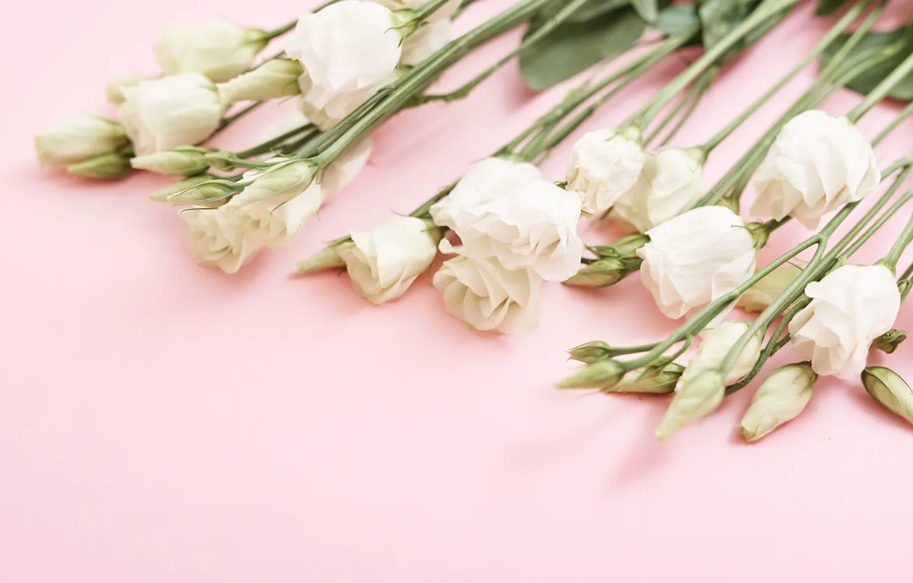 Photo wallpaper background, pink, bouquet, white, eustoma, Yarovoy Aleksandr