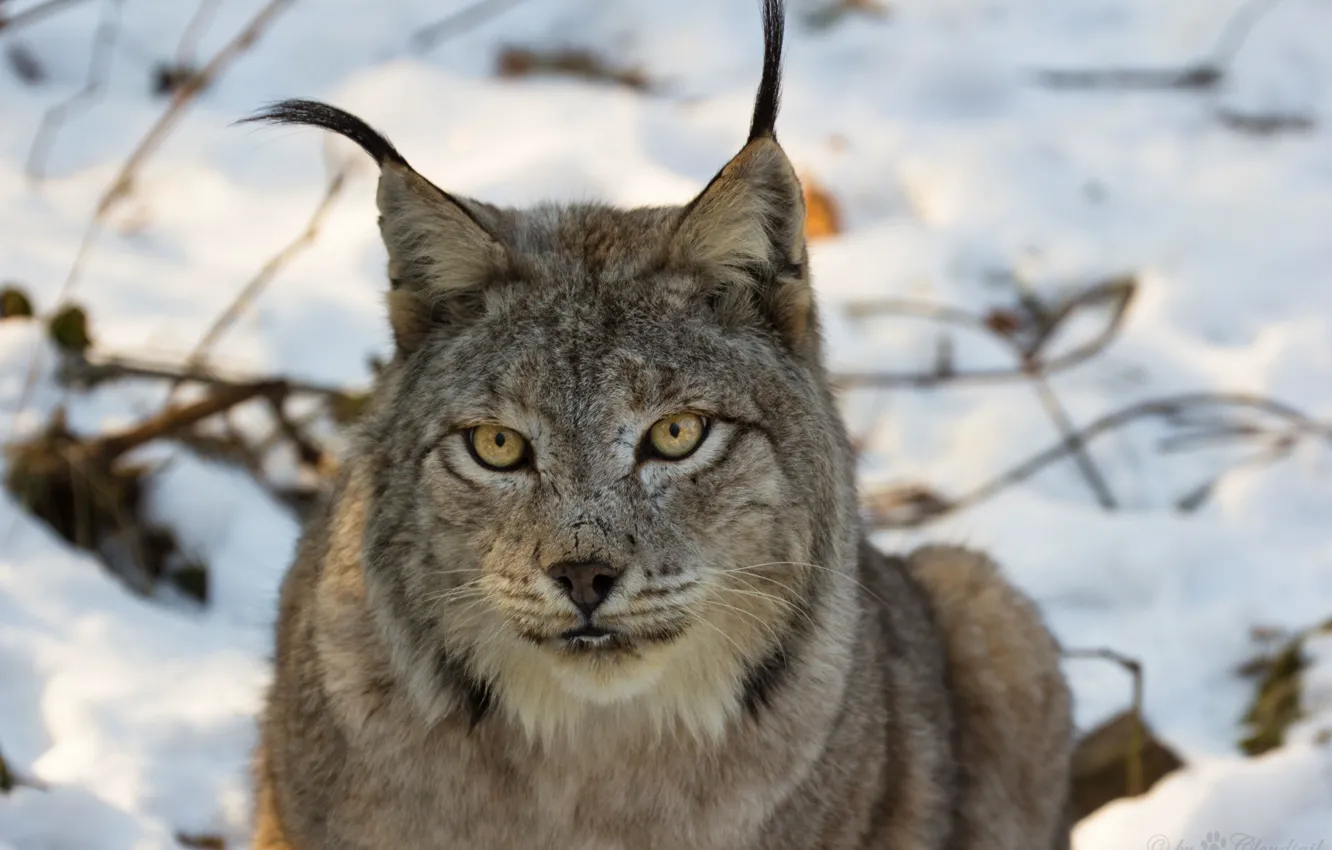 Photo wallpaper cat, look, face, lynx