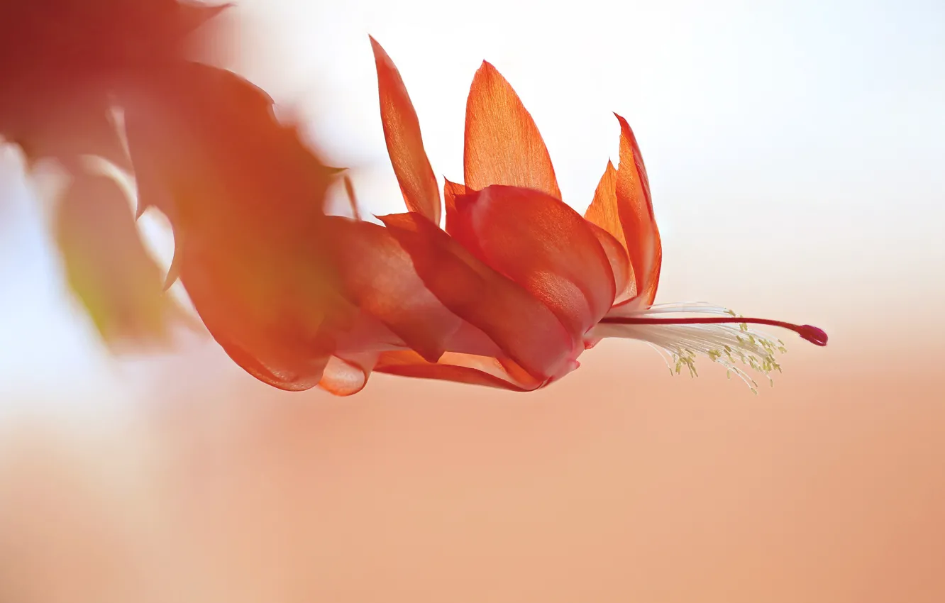 Photo wallpaper nature, macro, flowers