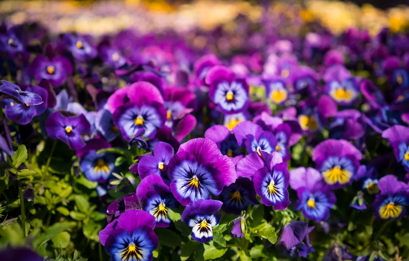 Photo wallpaper flowers, glade, Pansy, flowerbed, a lot, lilac, bokeh, viola