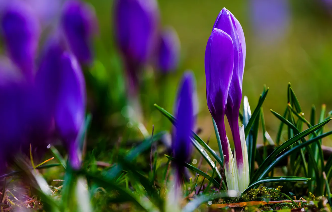 Photo wallpaper flowers, spring, purple, crocuses
