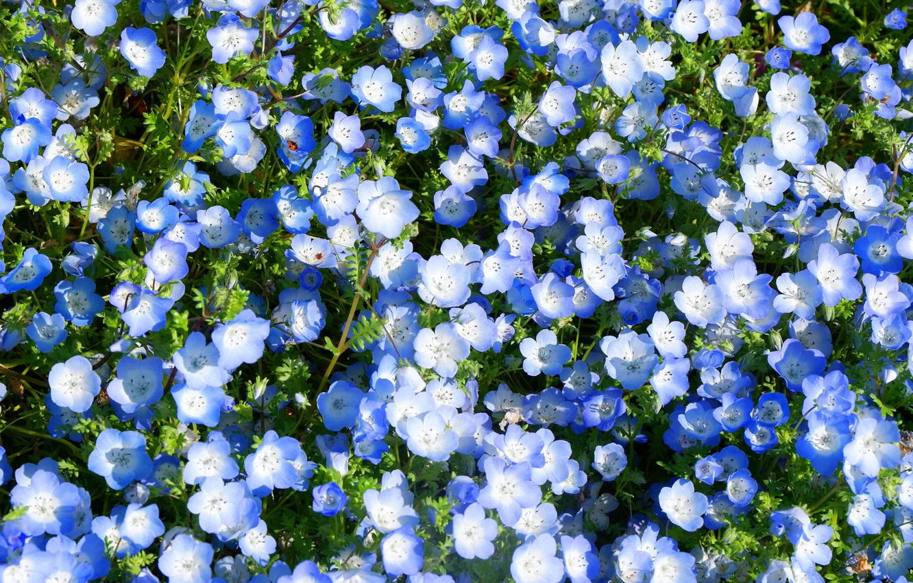 Photo wallpaper flowers, blue, glade, a lot, Nemophila