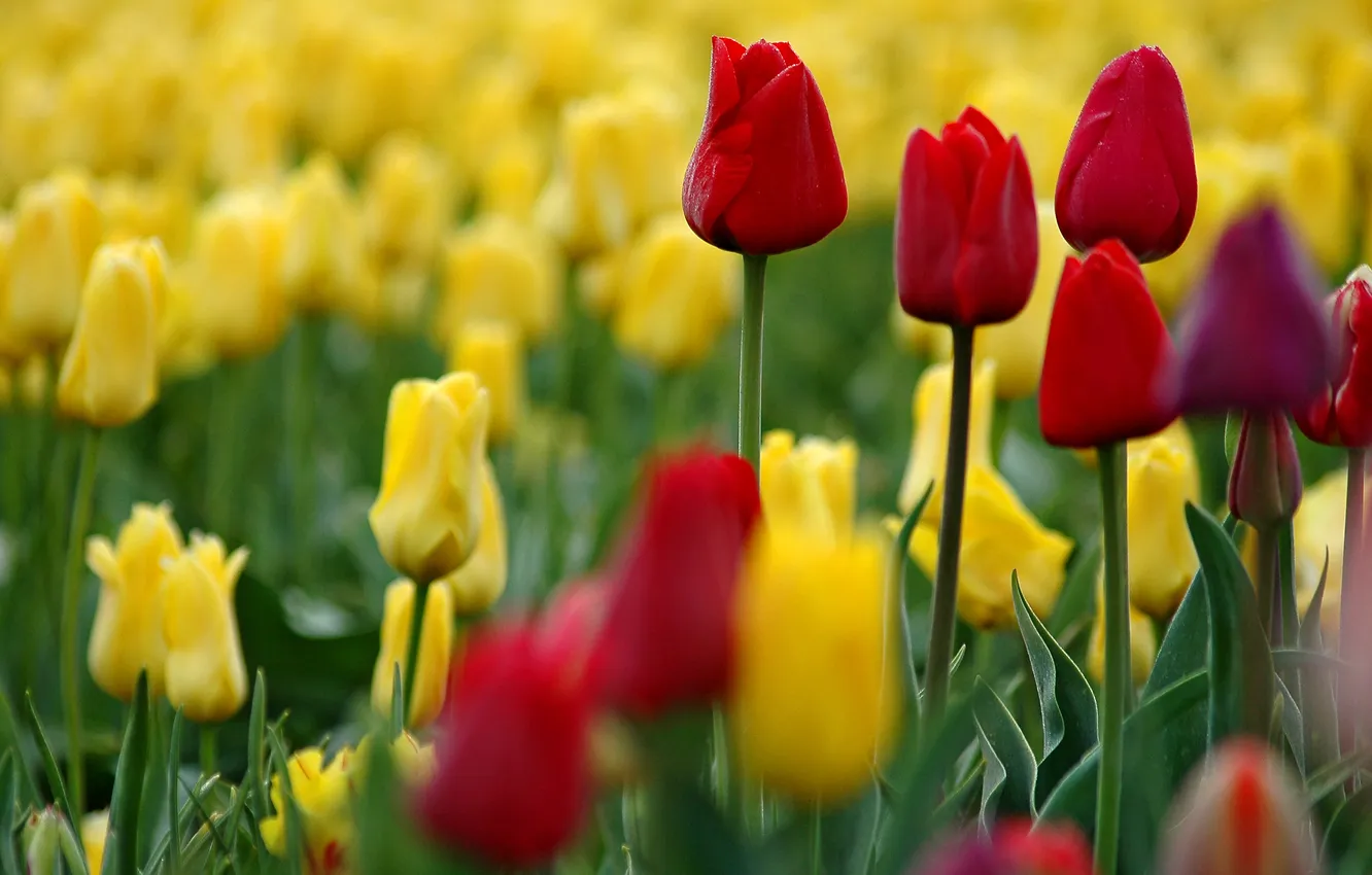 Photo wallpaper flowers, yellow, red, blur, spring, tulips, buds, flowerbed