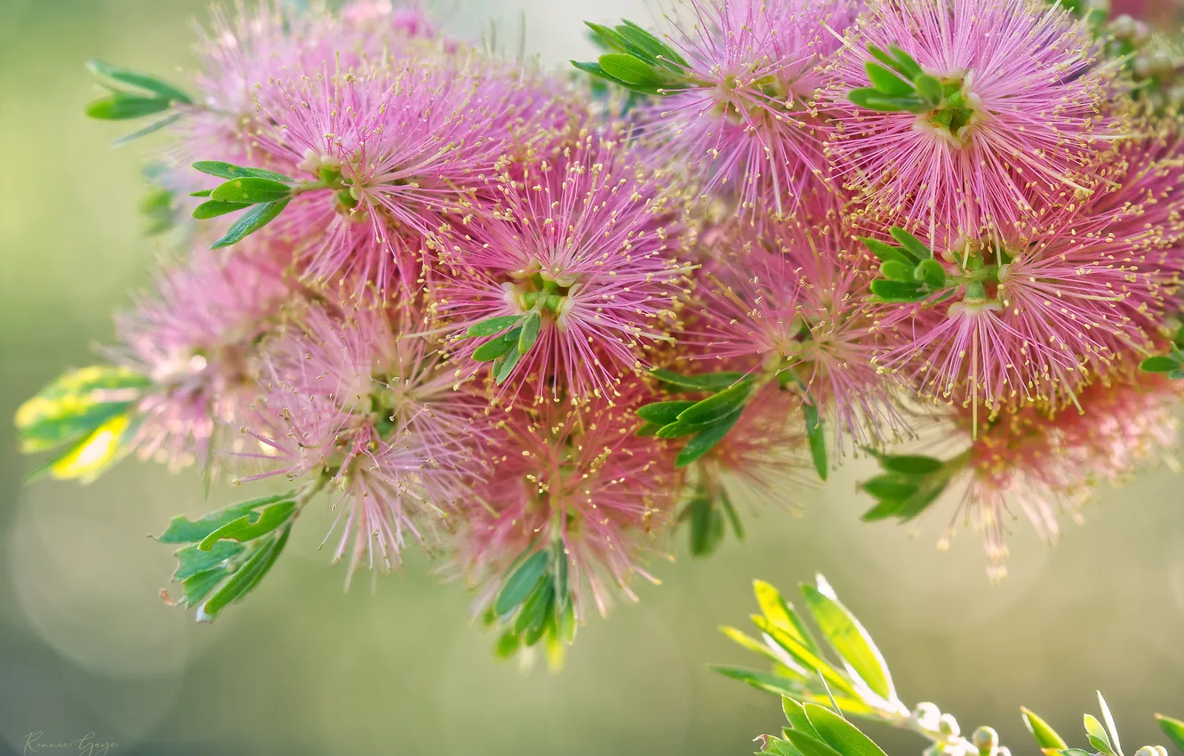 Photo wallpaper flowers, tenderness, stamens, pink