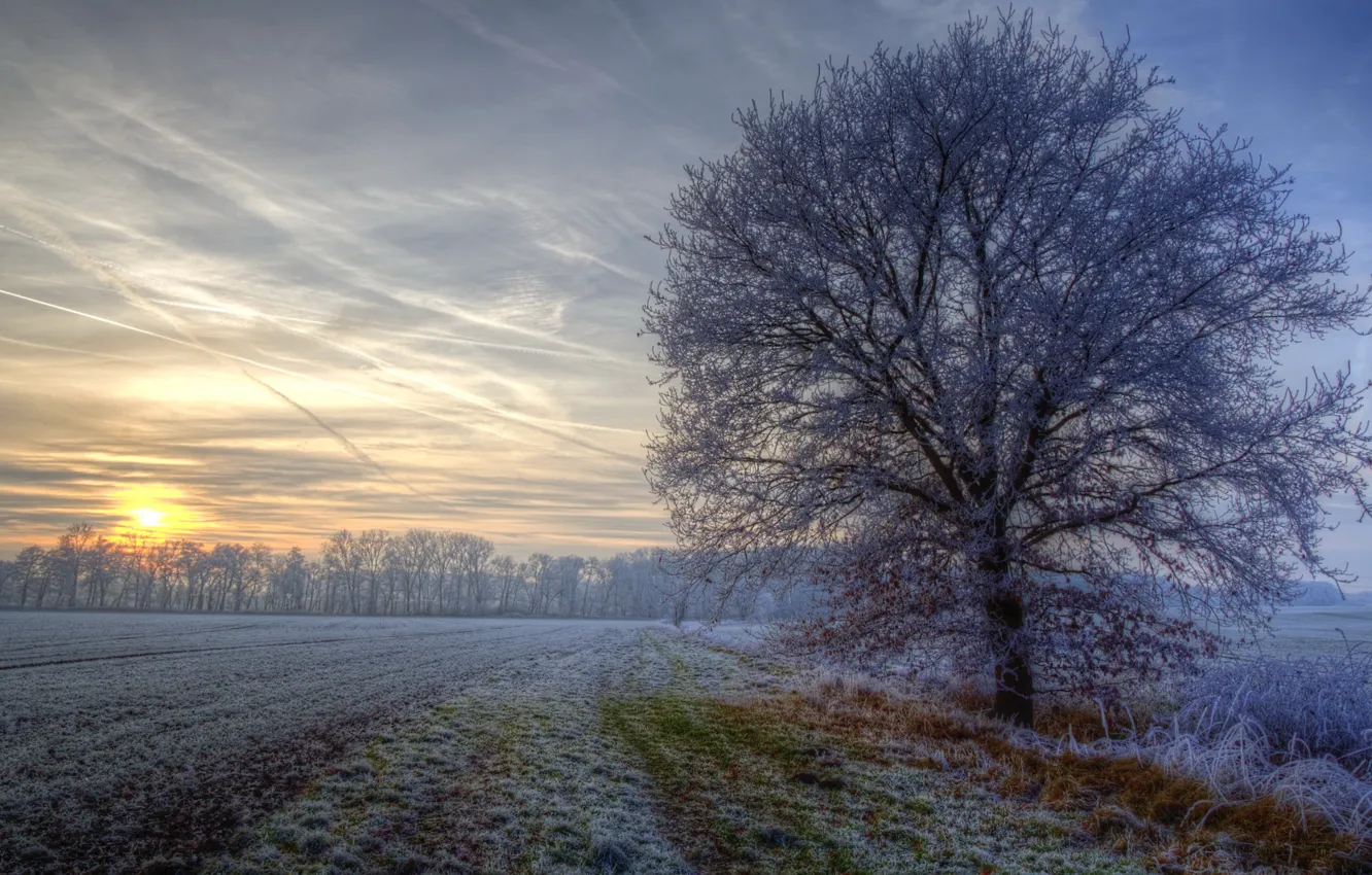 Photo wallpaper frost, nature, tree, morning