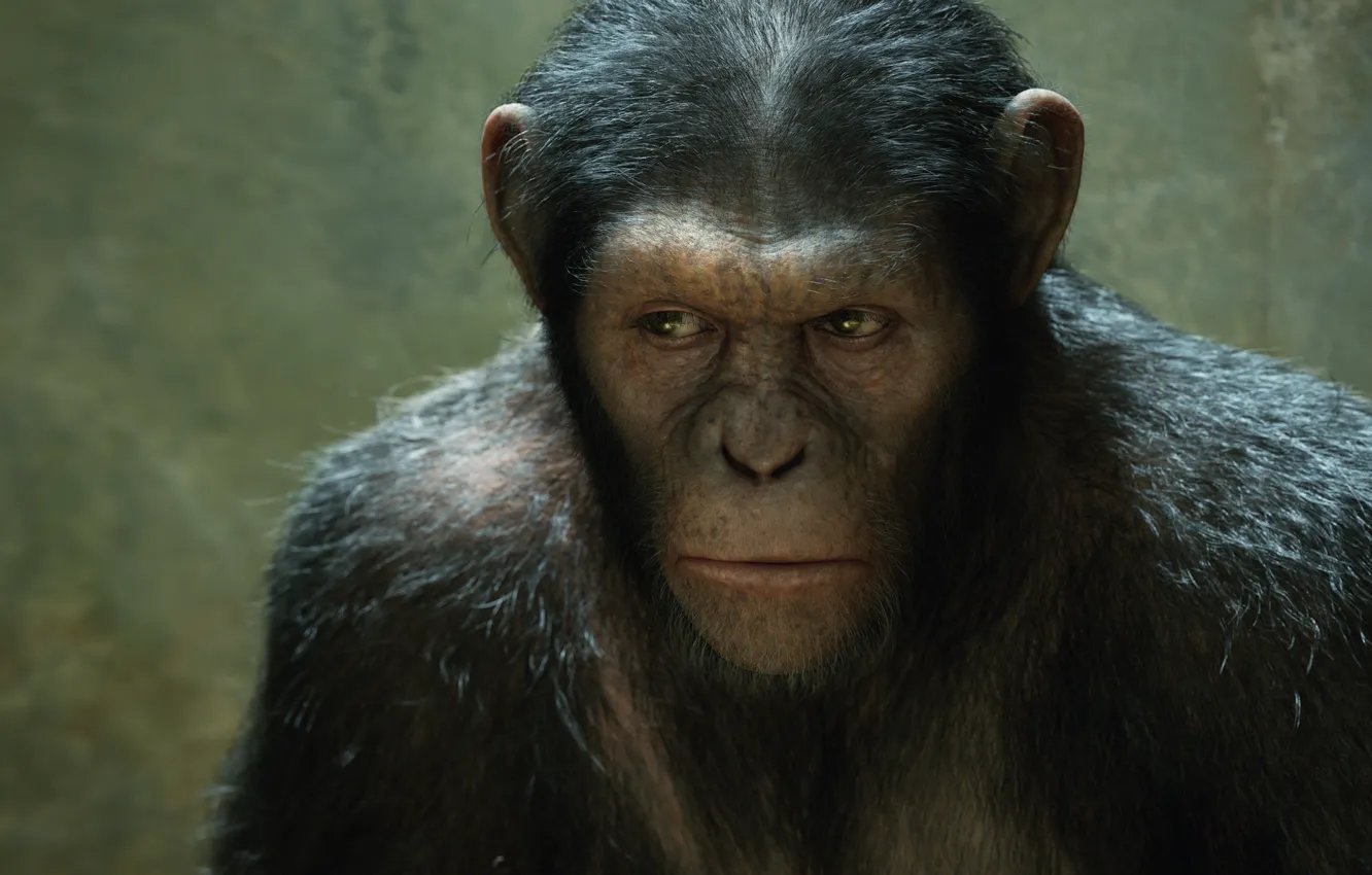 Photo wallpaper monkey, monkey, Rise of the Planet of the Apes, Rise of the planet of the …