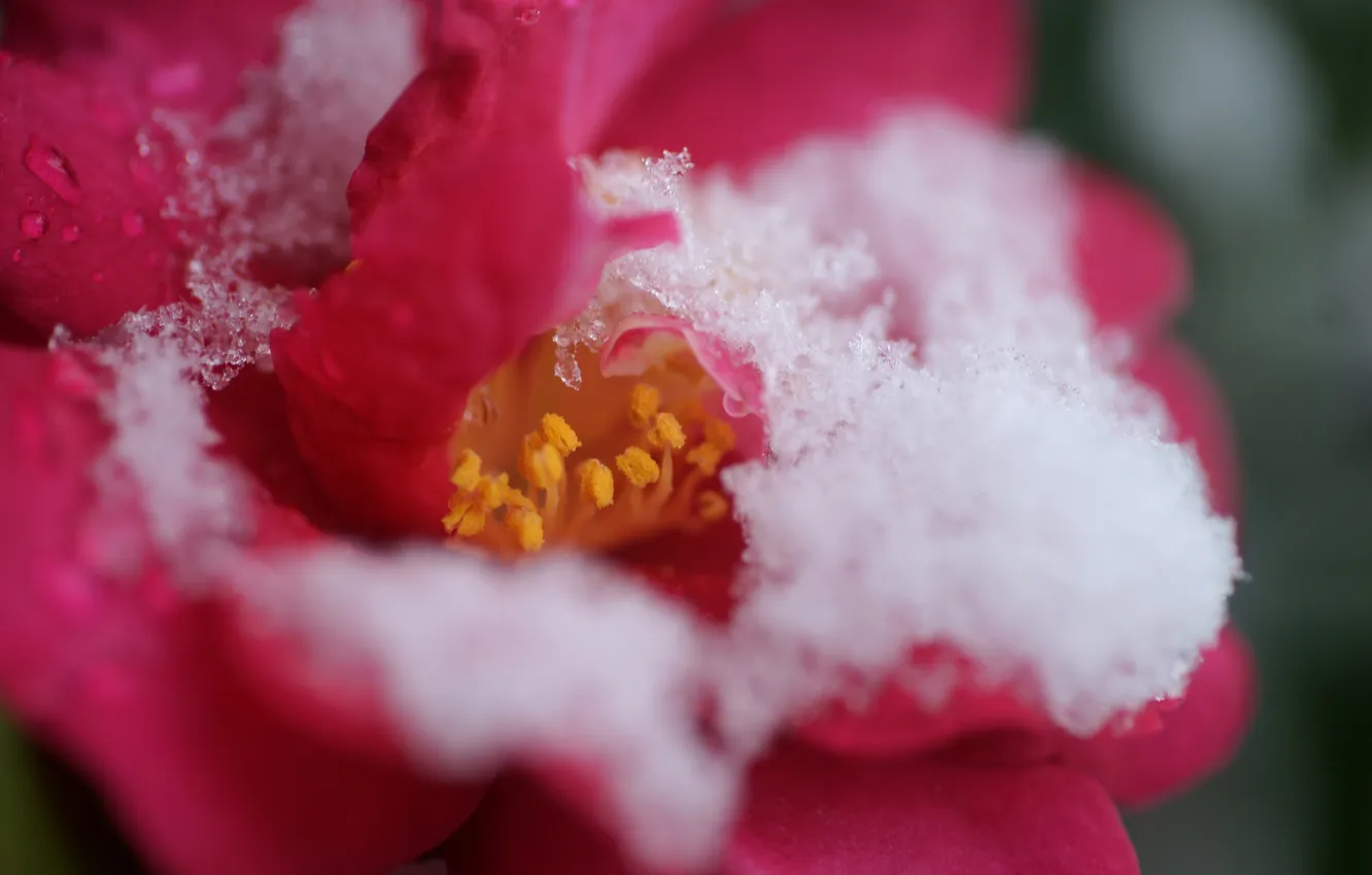 Photo wallpaper cold, snow, flowers, roses, petals, pink