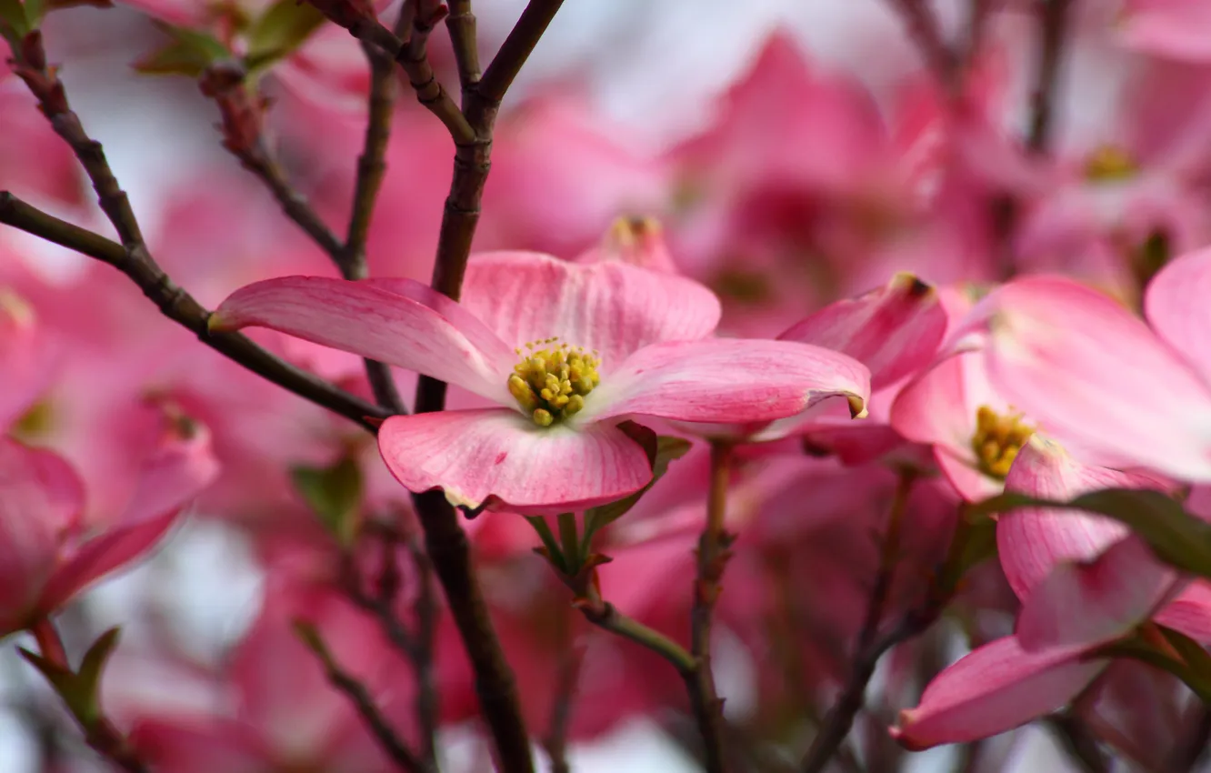 Photo wallpaper flowers, branches, petals, pink