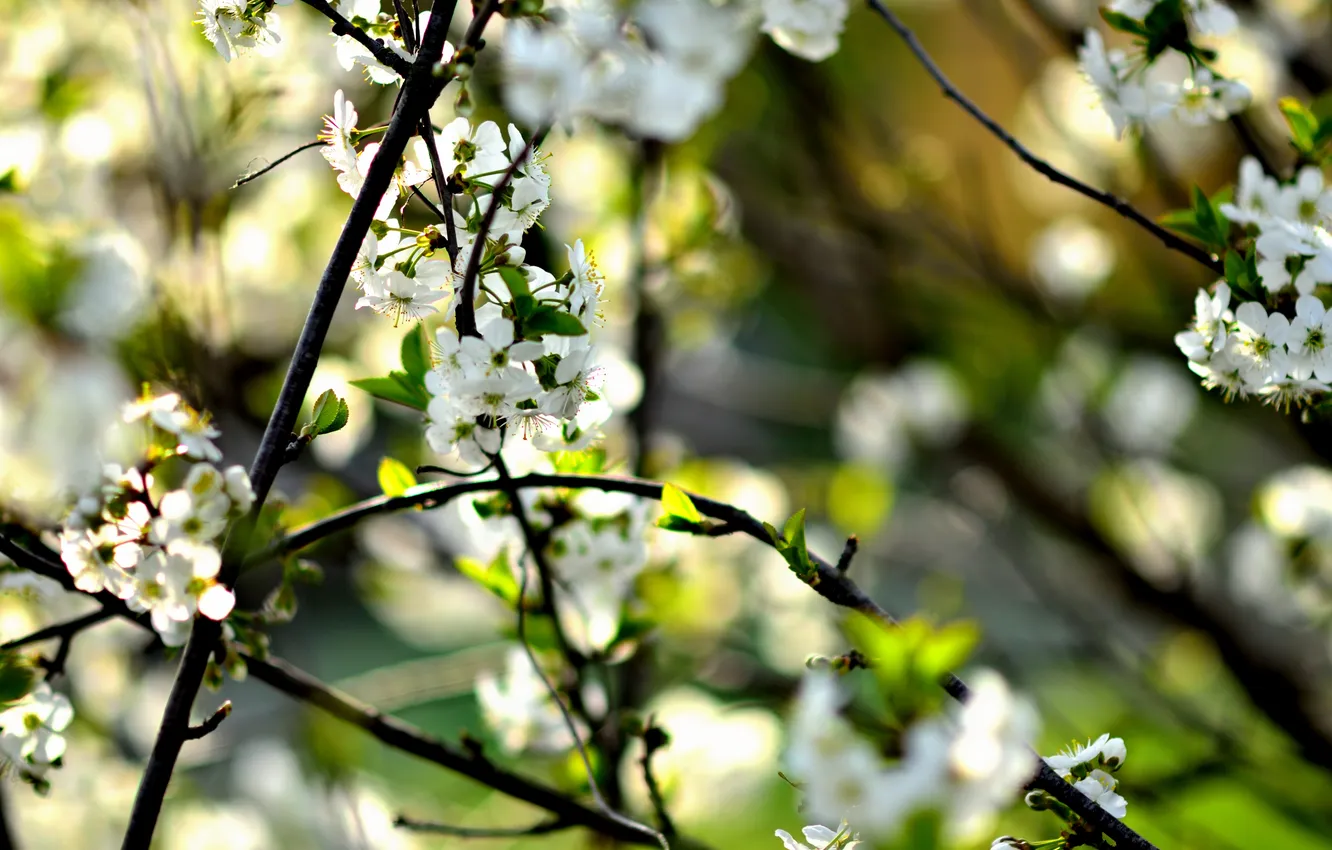 Photo wallpaper macro, flowers, branches, nature, cherry, spring, may