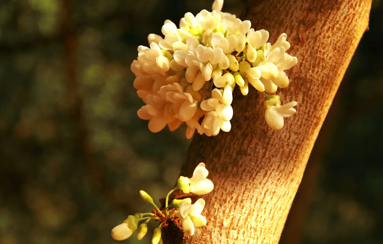 Photo wallpaper flowers, tree, trunk, white, Sunny