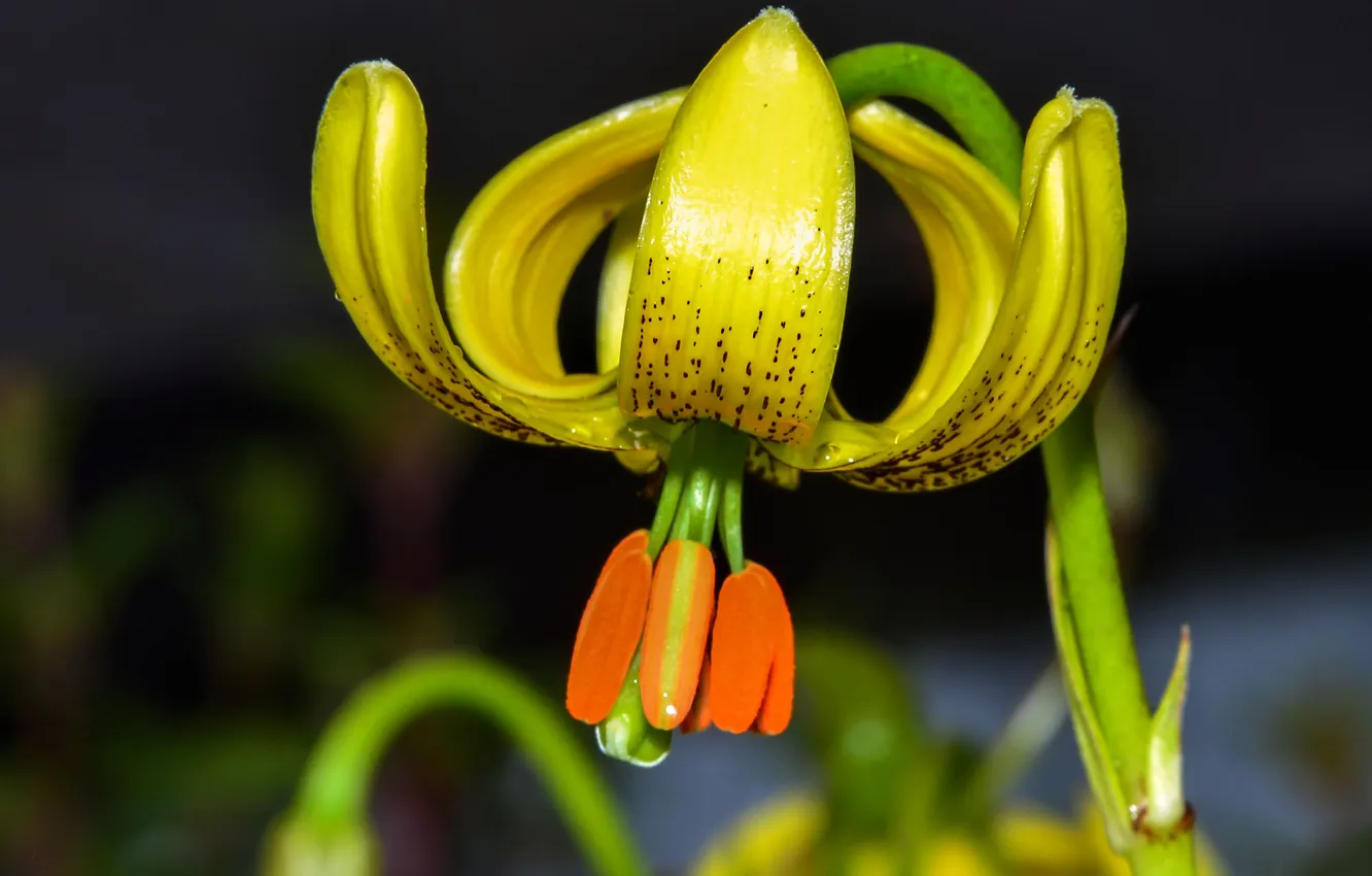 Photo wallpaper macro, Lily, petals