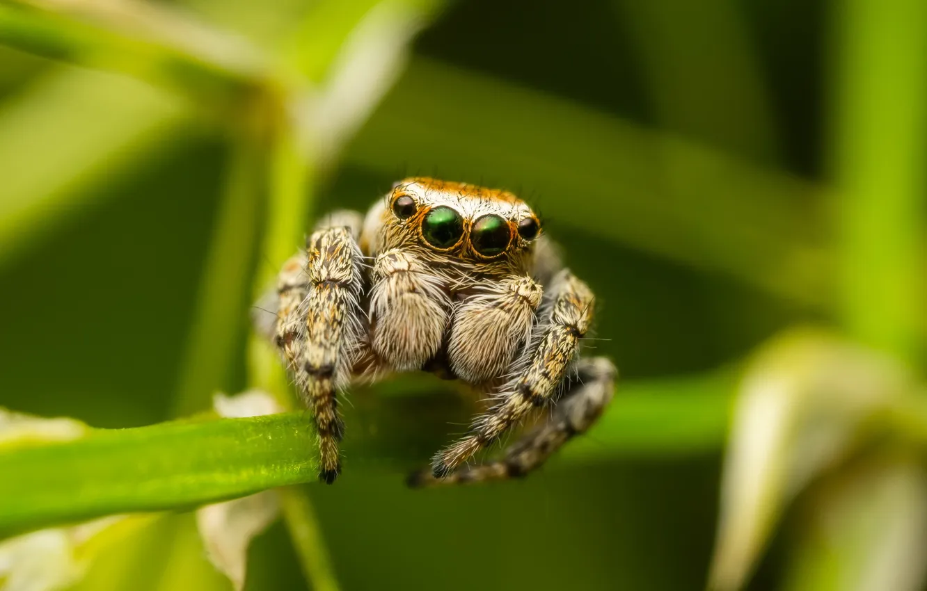 Photo wallpaper macro, nature, spider