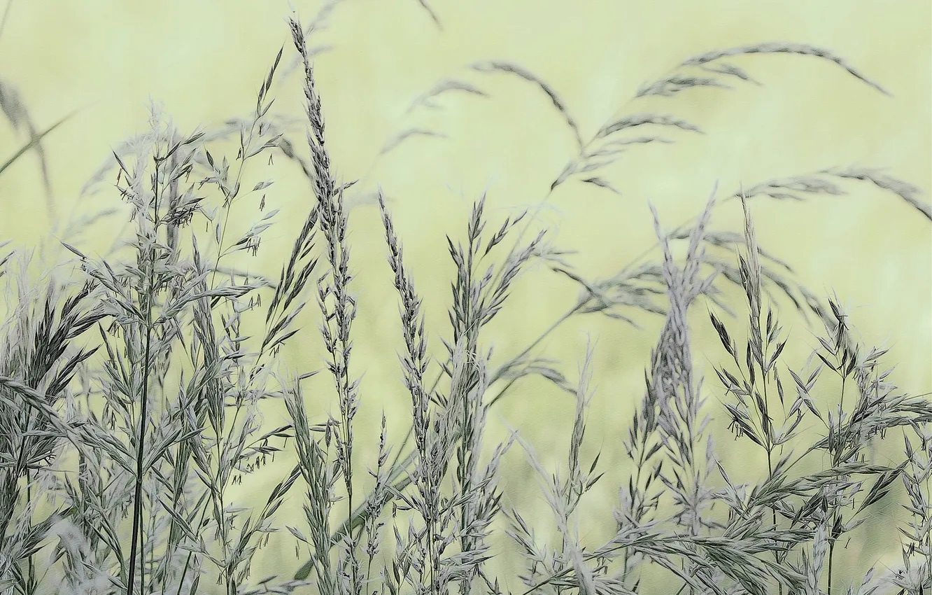 Photo wallpaper grass, background, plants, spikelets