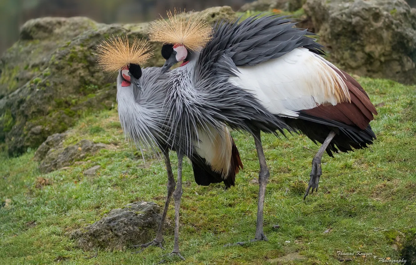 Photo wallpaper bird, pair, crowned cranes