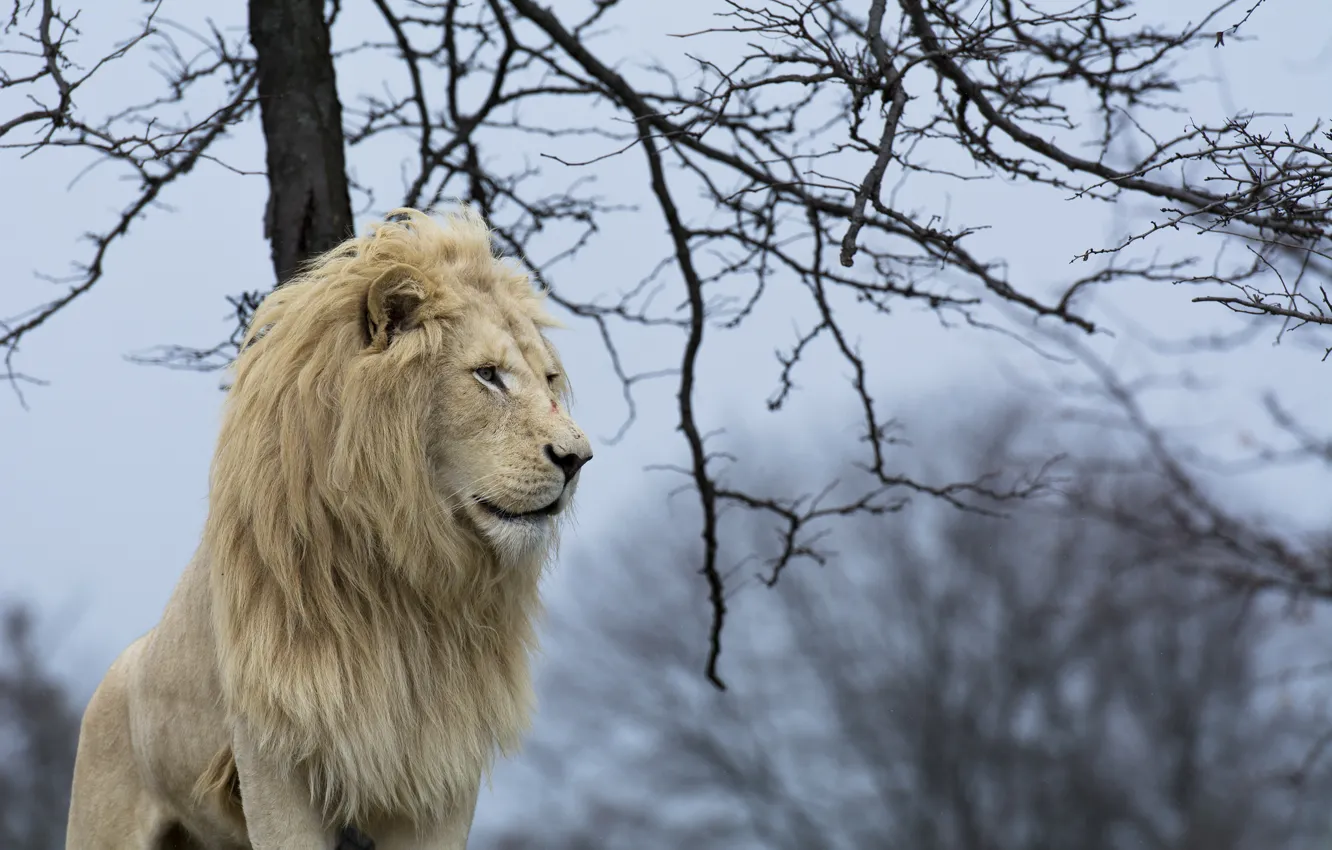 Photo wallpaper predator, mane, profile, wild cat, white lion