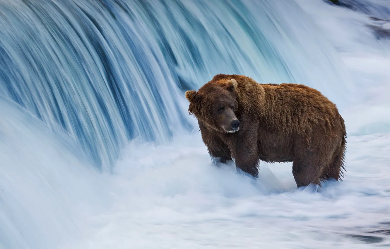 Photo wallpaper Alaska, USA, brown bear, Katmai National Wildlife Refuge