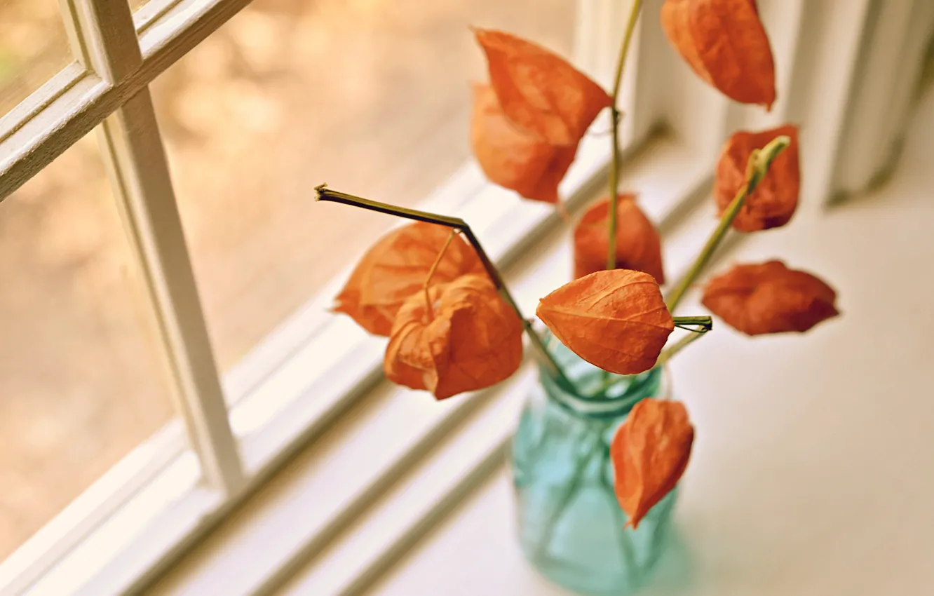 Photo wallpaper flowers, background, window