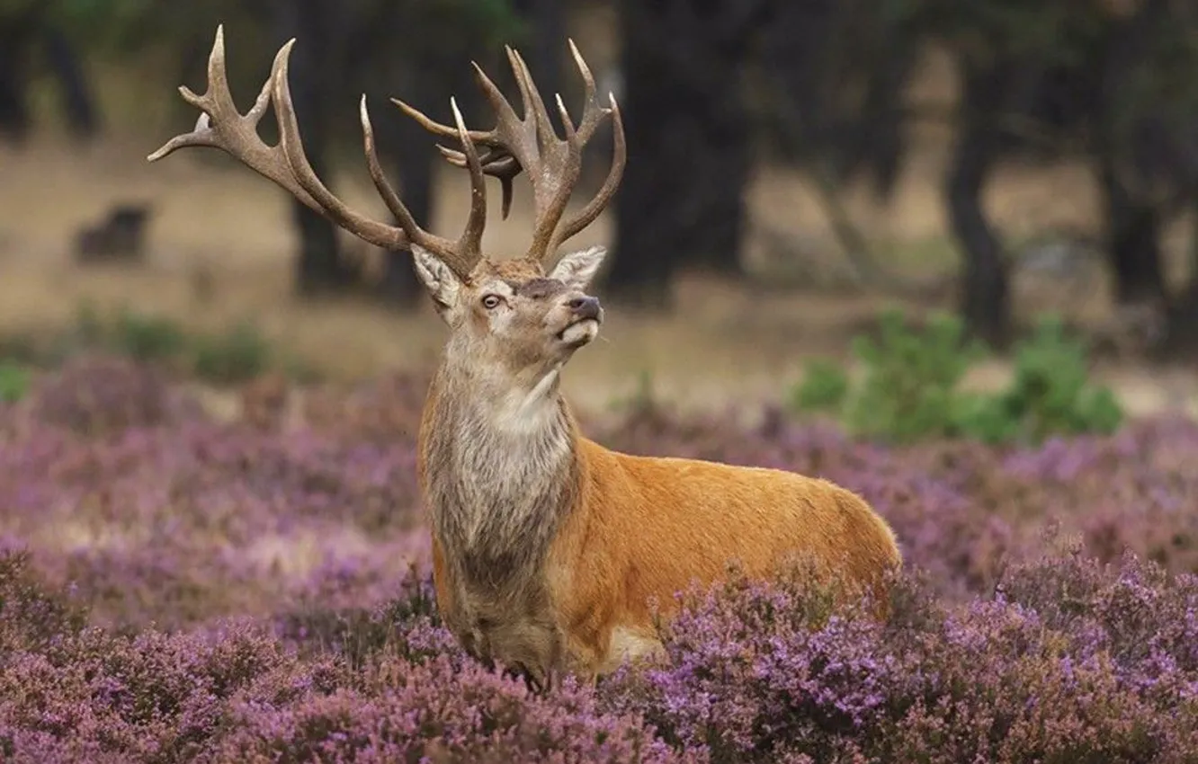 Photo wallpaper wood, animal, deer, wildlife