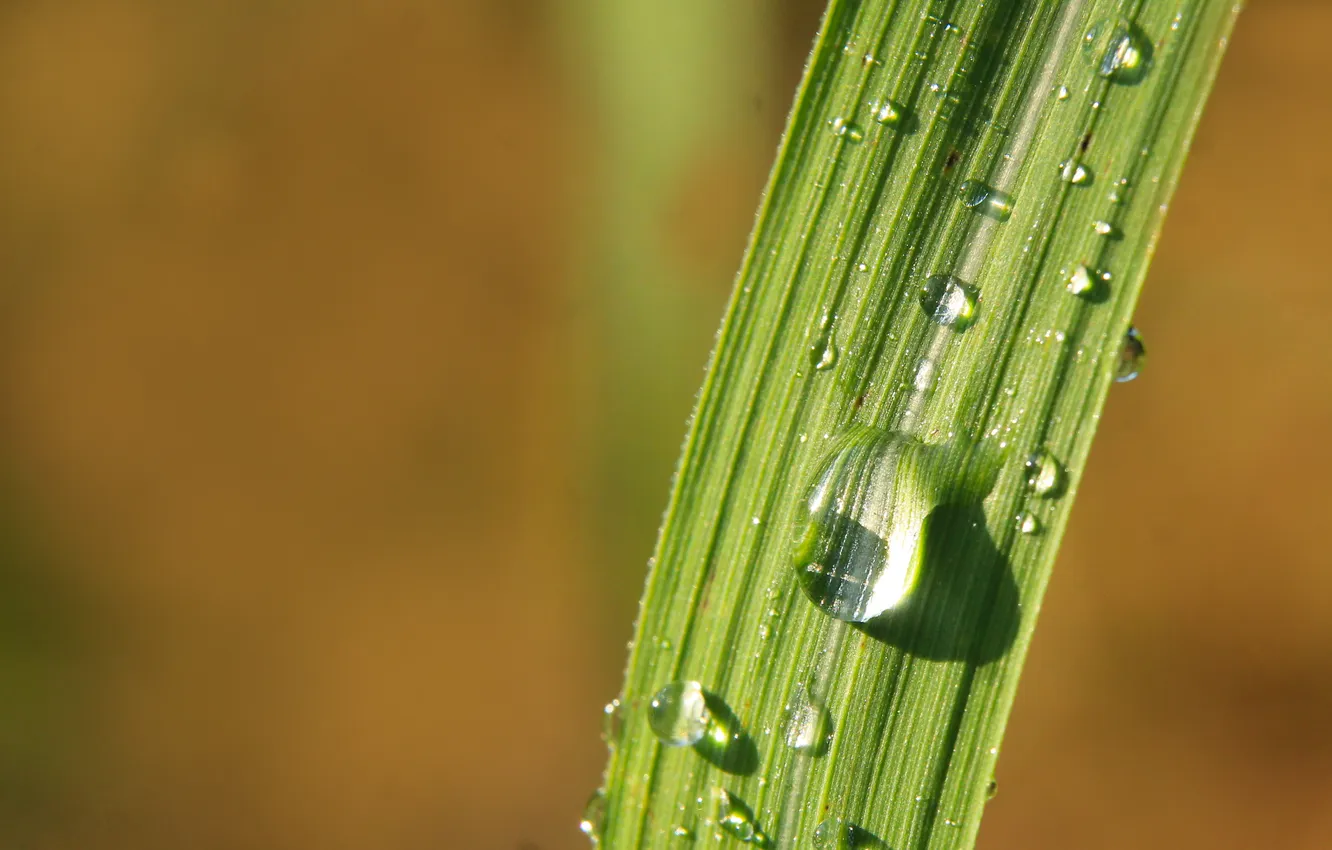 Photo wallpaper grass, water, drops