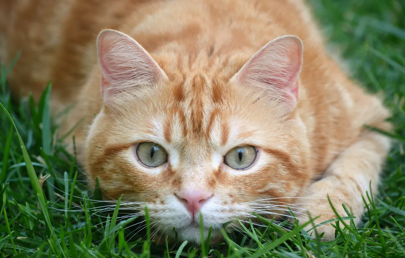 Photo wallpaper grass, cat, look, red, muzzle, cat