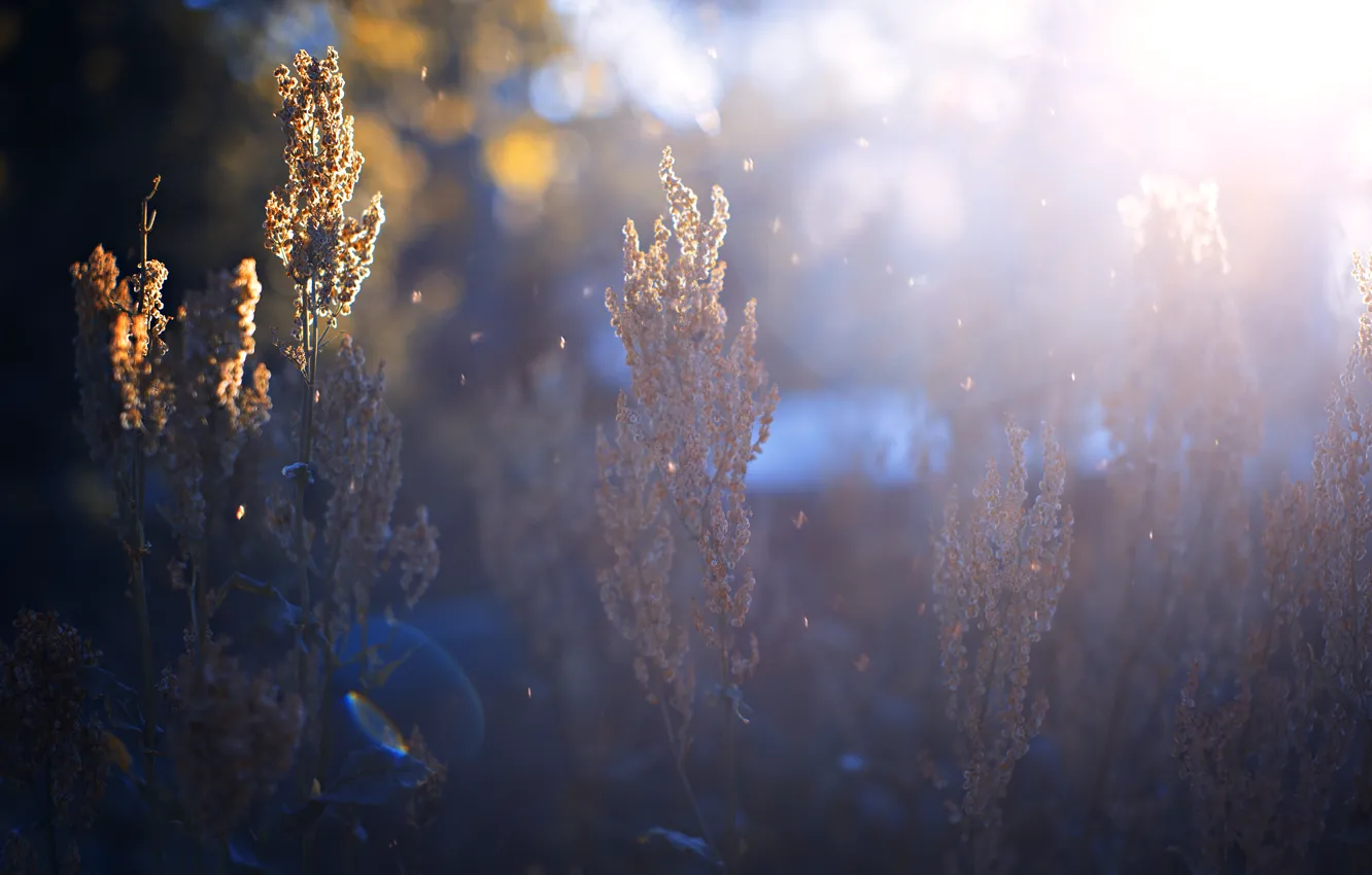 Photo wallpaper field, summer, grass, sunset, meadow
