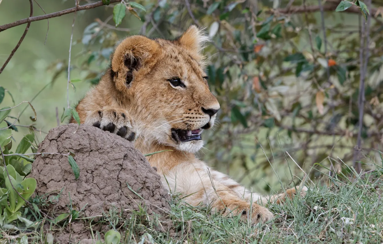 Photo wallpaper cat, grass, look, face, Leo, cub, kitty, lion