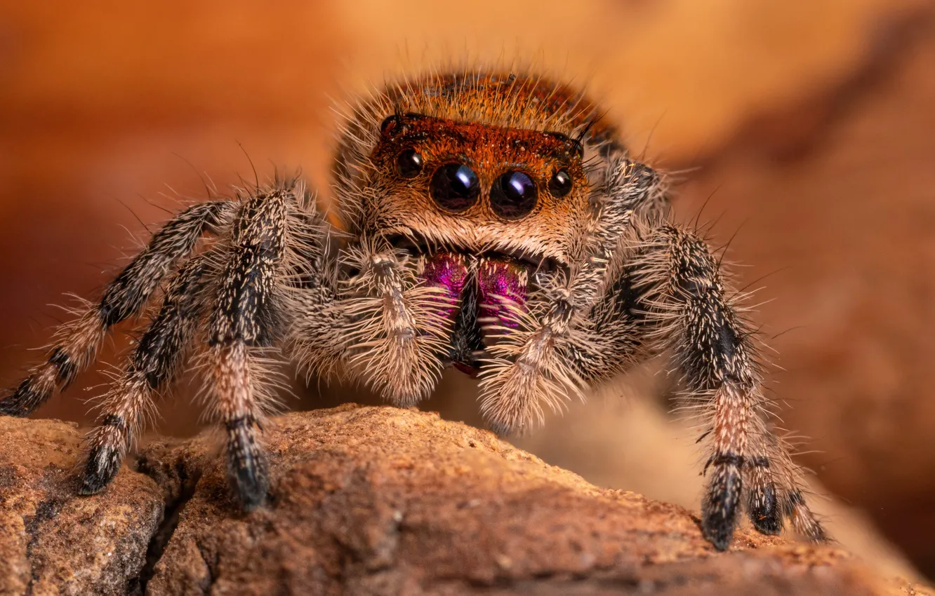 Photo wallpaper look, macro, spider, red, jumper, spider, jumping spider, the Hoppy