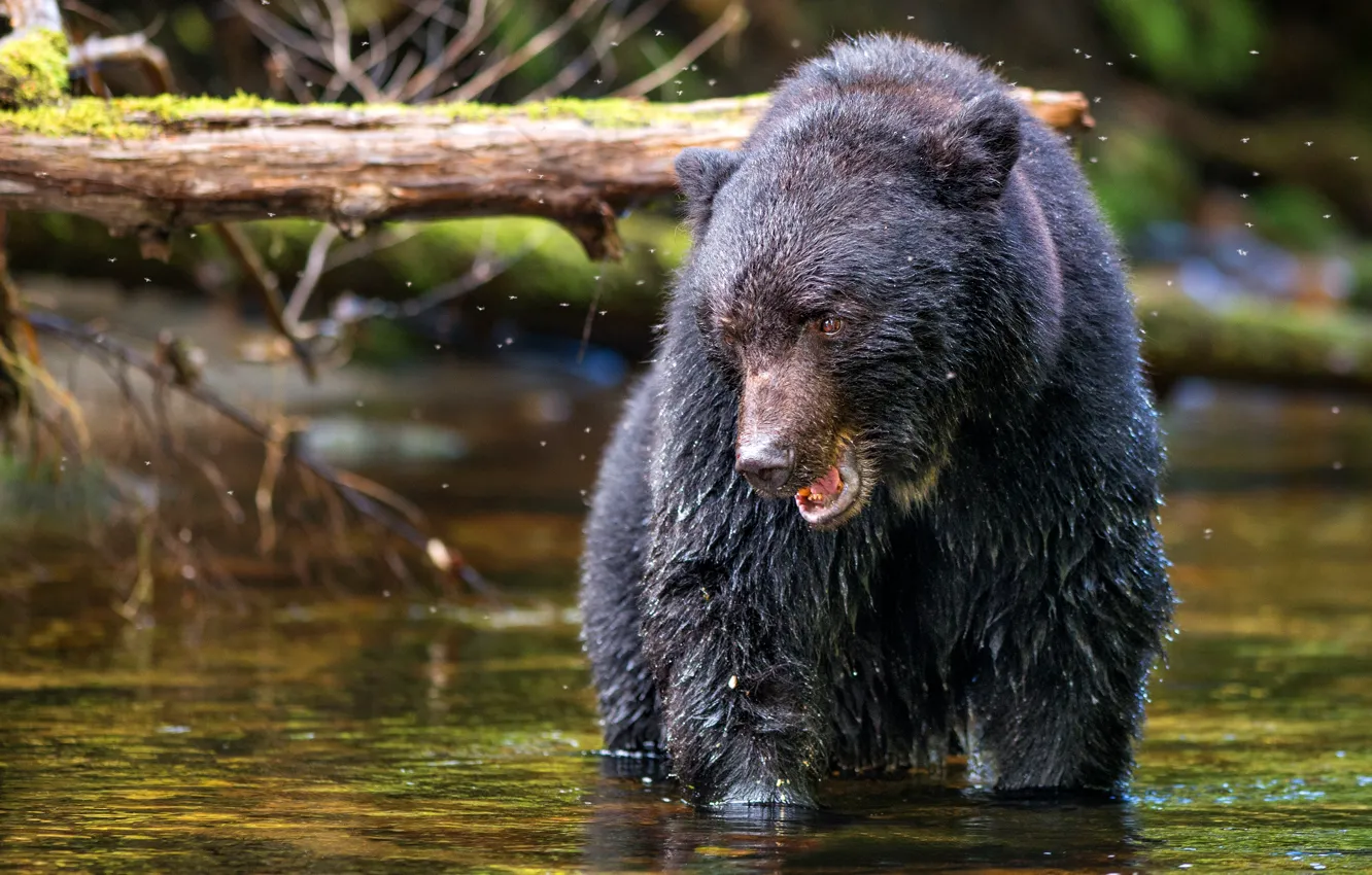 Photo wallpaper look, bear, bathing, the mosquito, log, pond, Himalayan