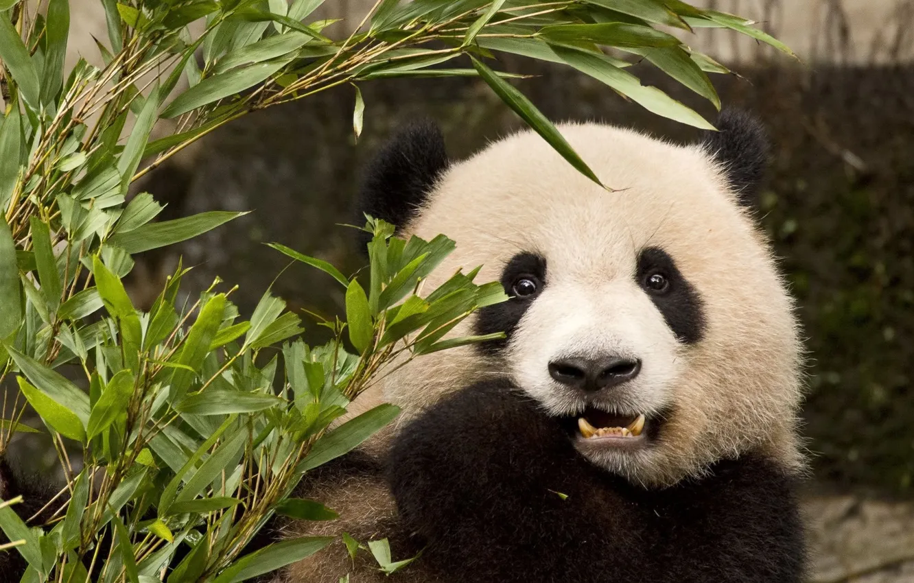 Photo wallpaper look, leaves, branches, portrait, bear, bear, mouth, Panda