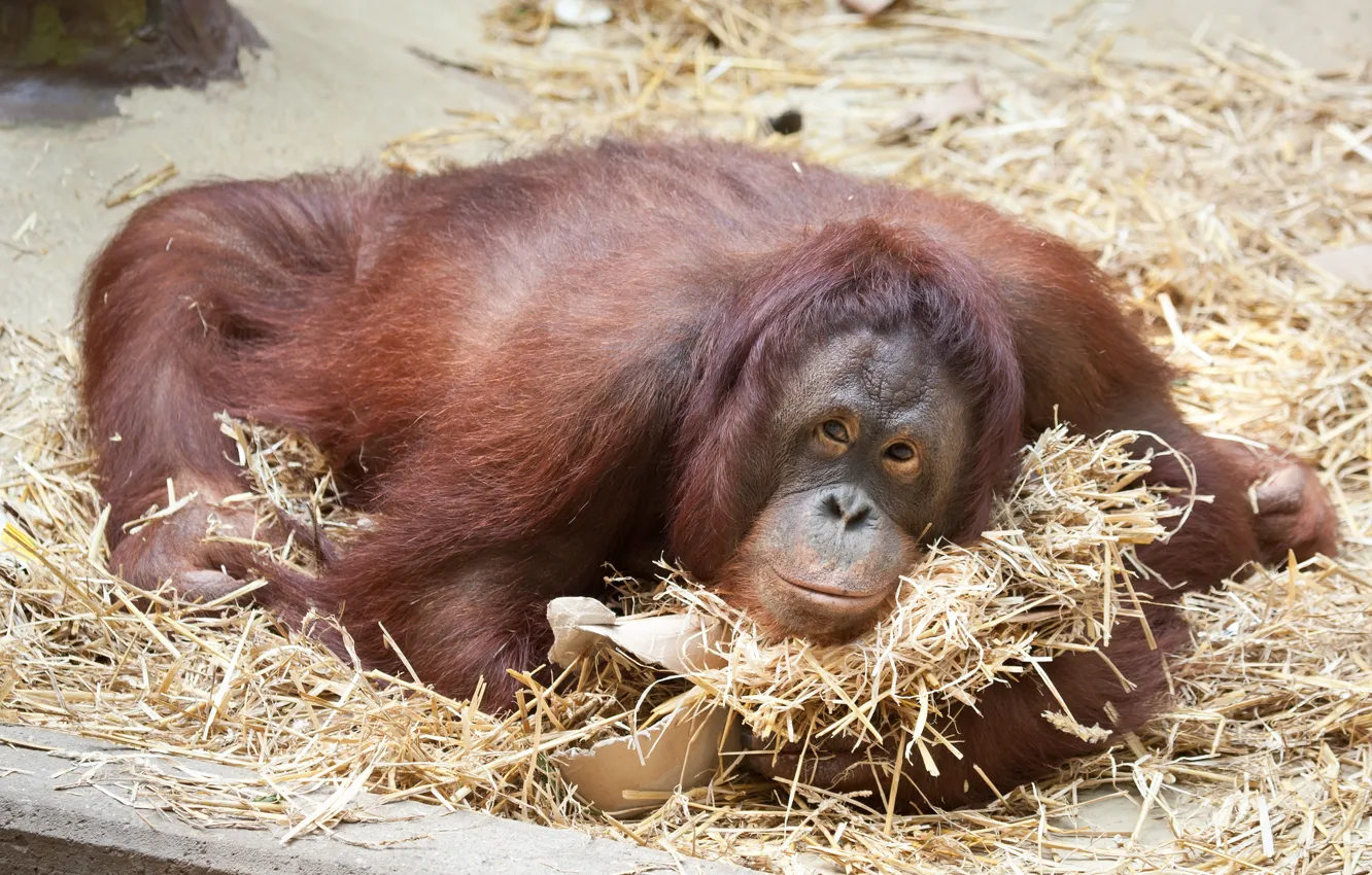 Photo wallpaper monkey, the primacy of, orangutan